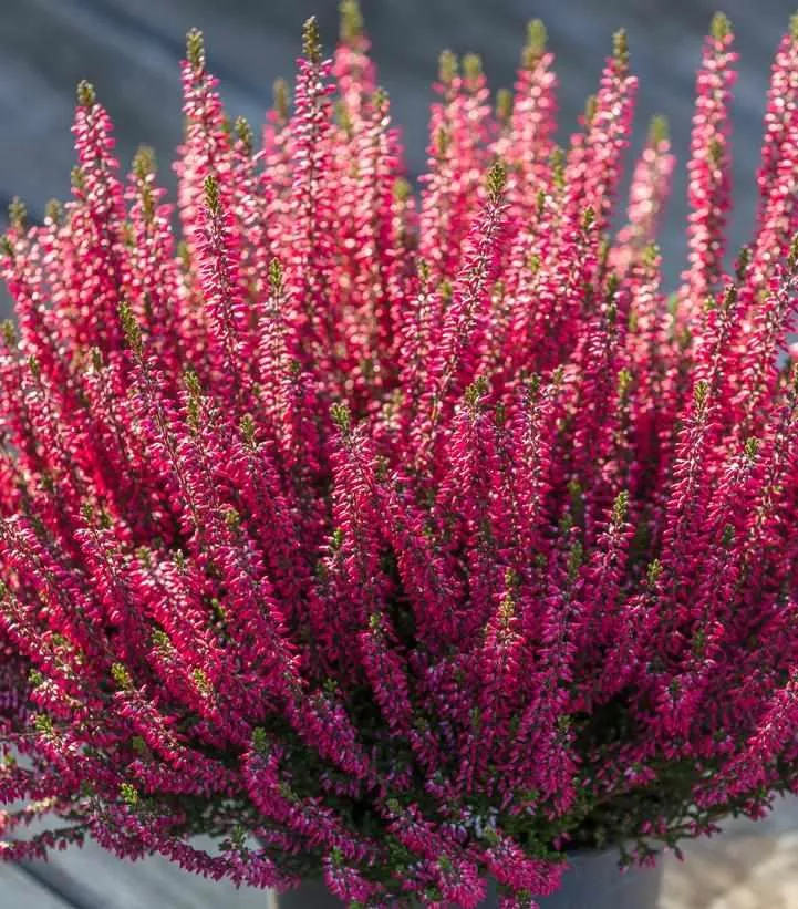 Beauty Ladies Scarlet Heather