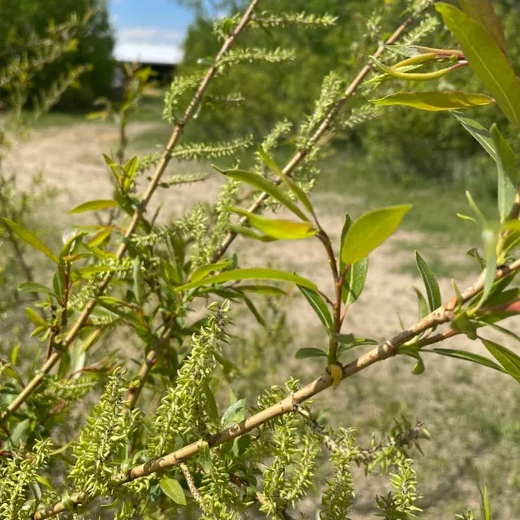 Bebb's Willow (Salix bebbiana)