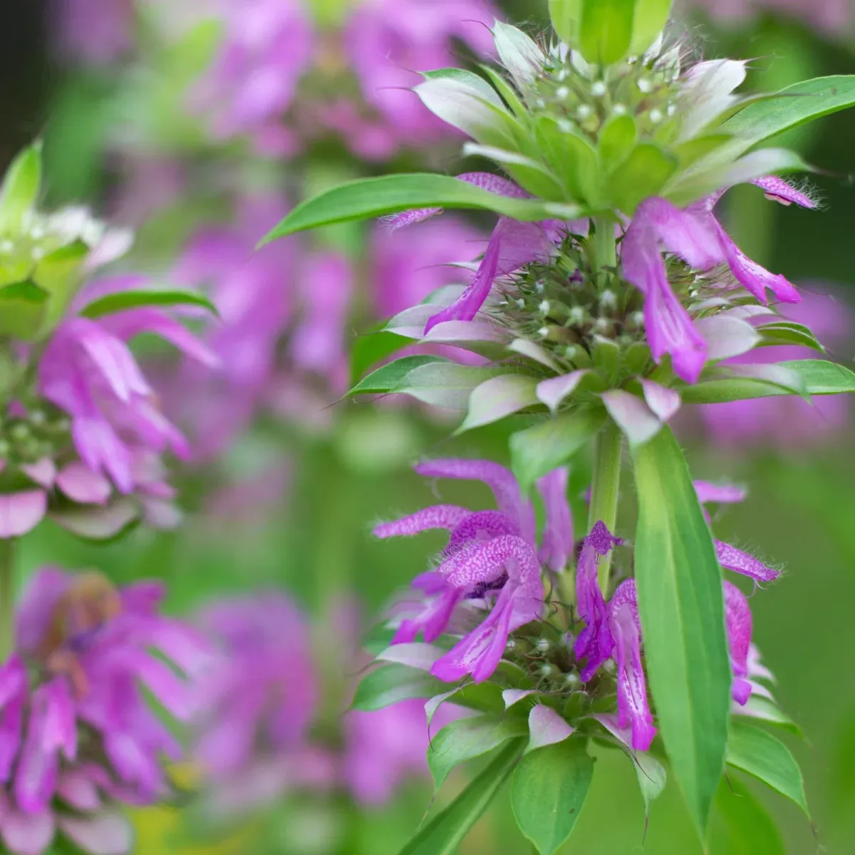 Bee Balm, Lemon (Monarda citriodora)