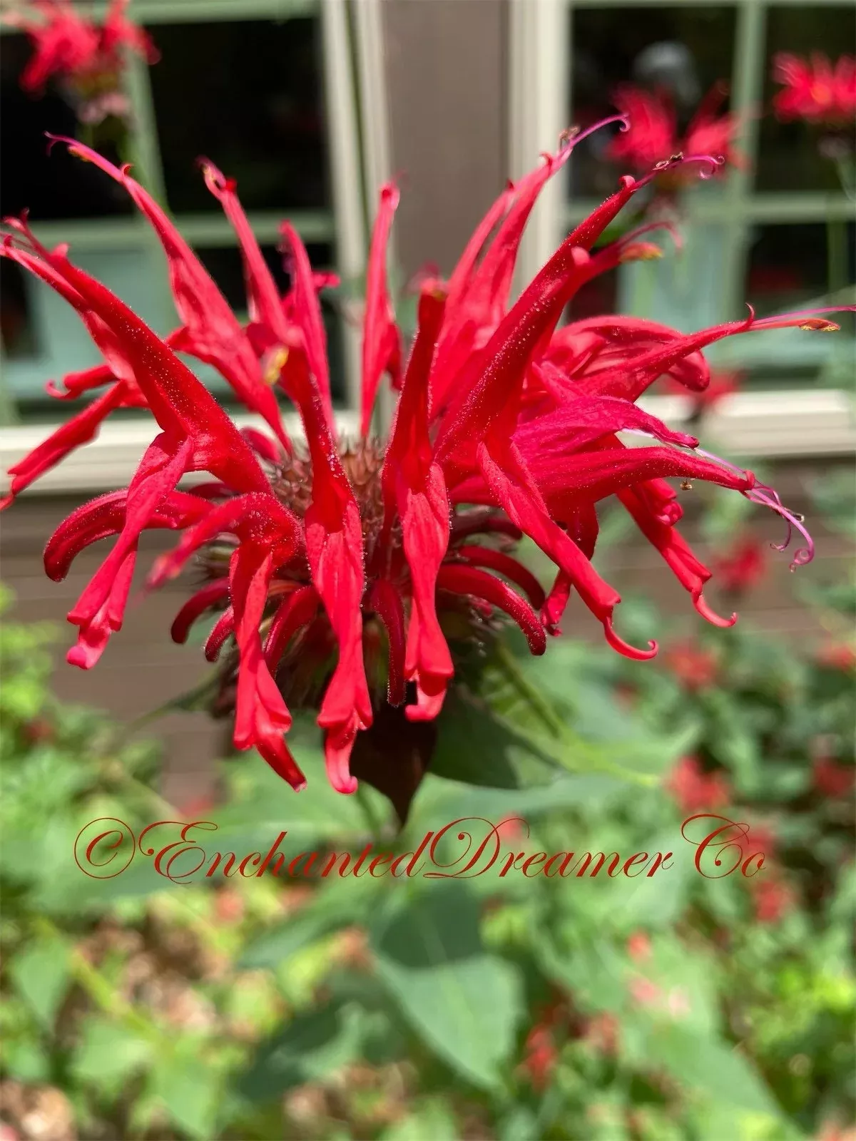 Bee Balm Mix, including red! Panorama, Monarda Didyma MO0325