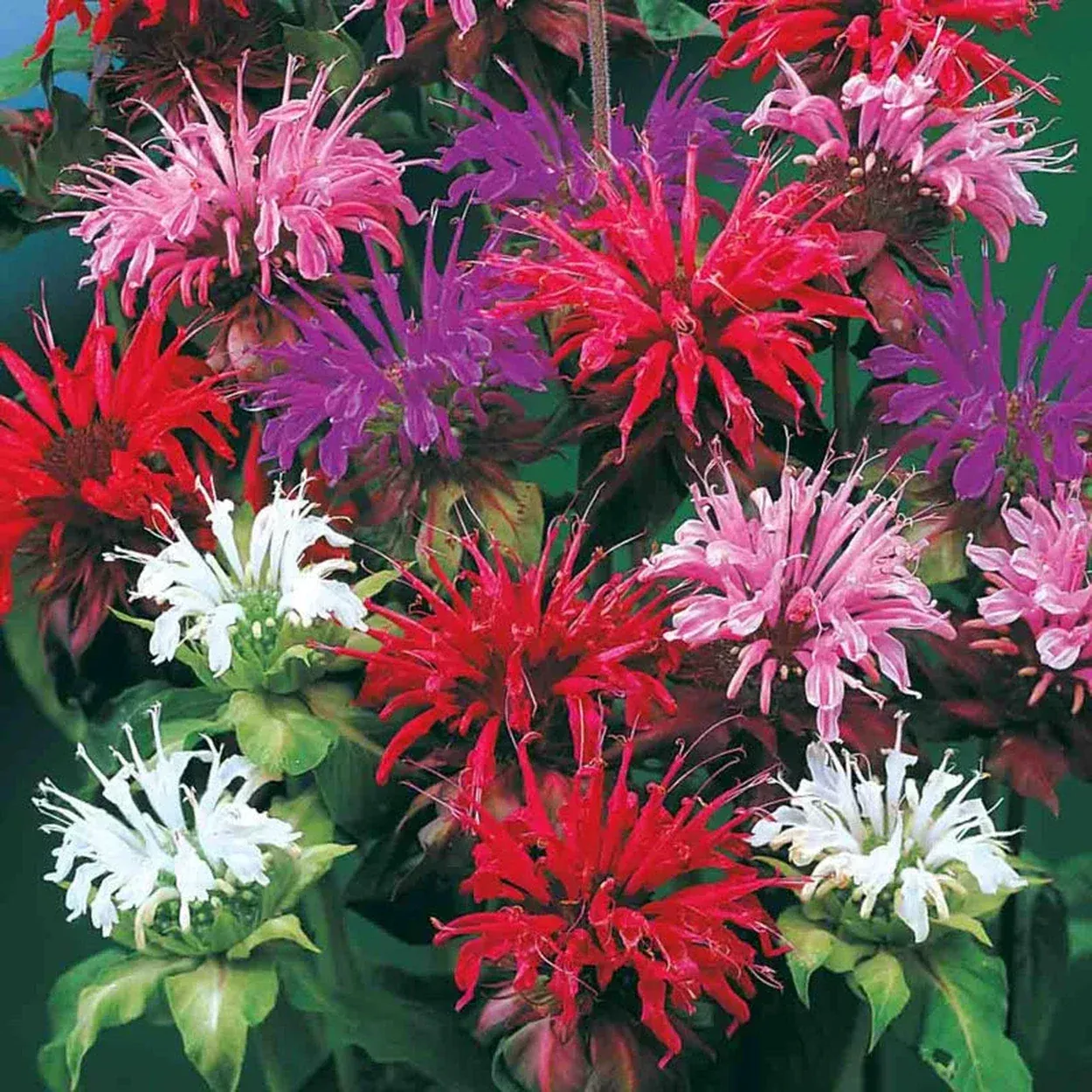 Bee Balm Mixture