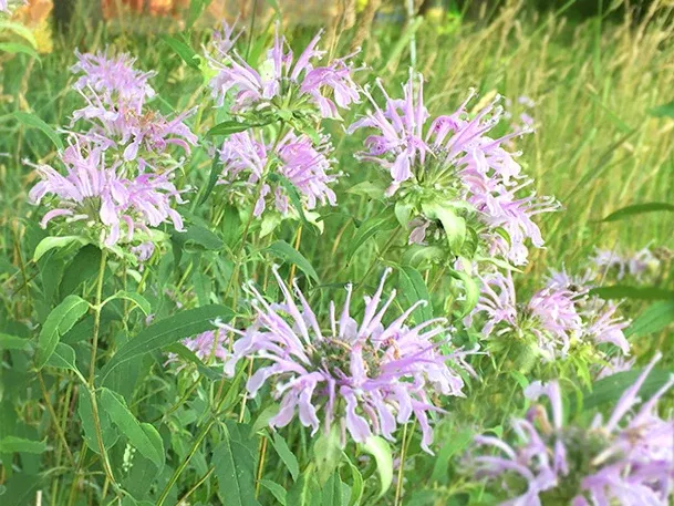 Bee Balm Seeds
