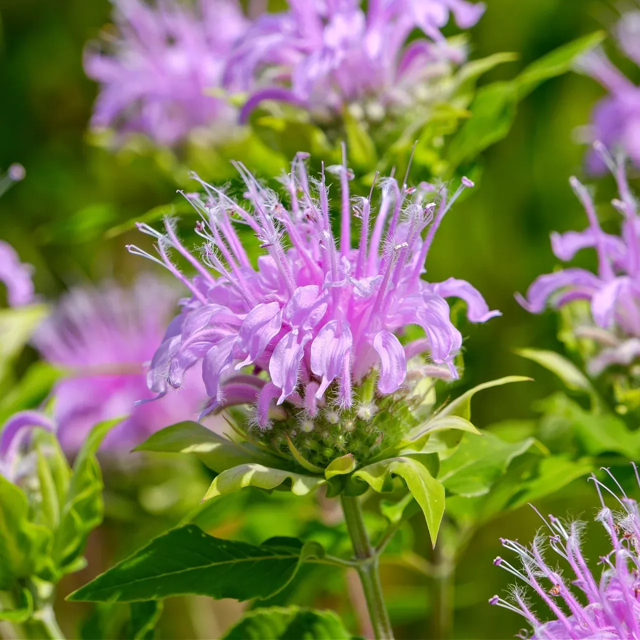 Bee Balm
