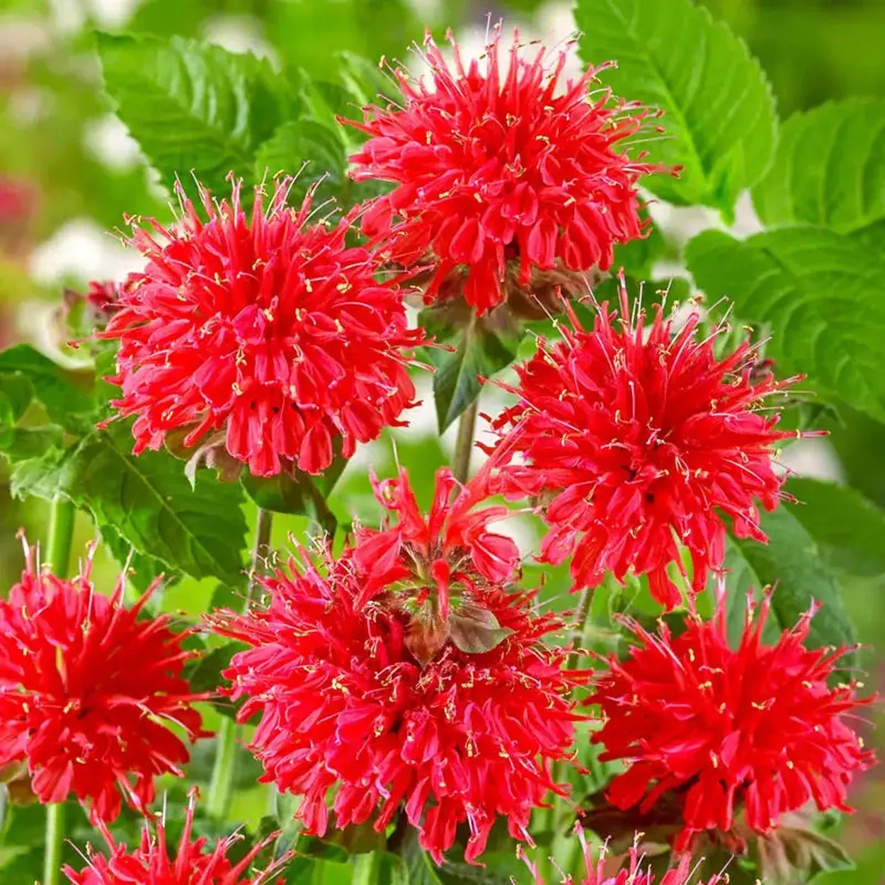 Bee-Happy Bee Balm