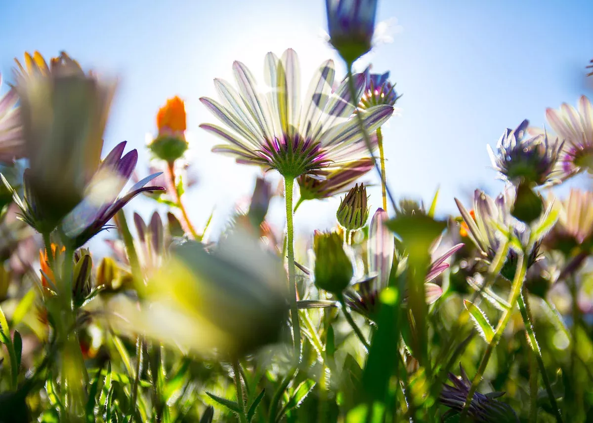 Bee Mix - Wildflowers Seeds