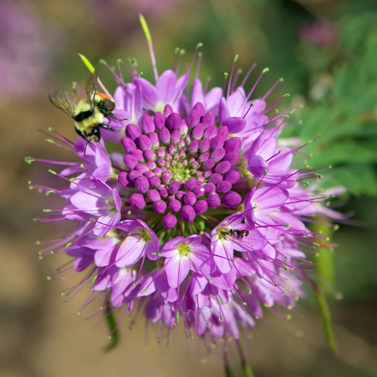 Bee Plant, Rocky Mountain (Cleome serrulata)