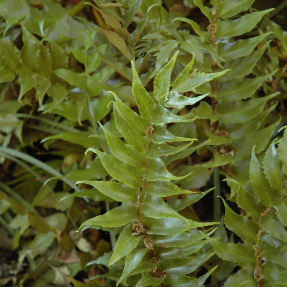 Beech Fern