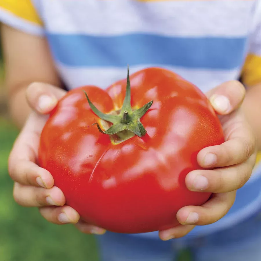 Beefmaster Tomato - 4" Pot
