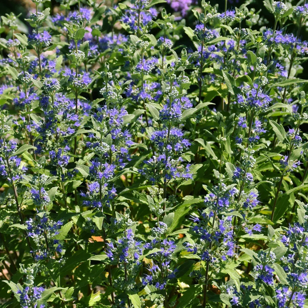 Beekeeper™ Caryopteris