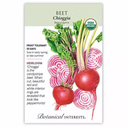 Beet 'Chioggia'