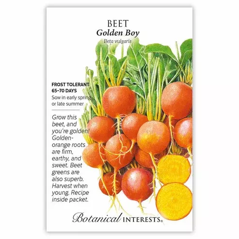 Beet 'Golden Boy'