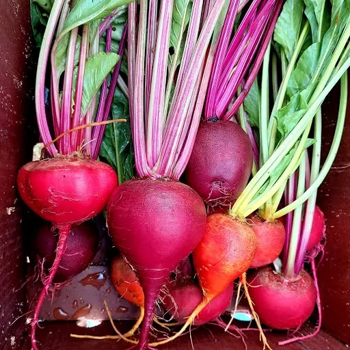 Beets- 1 bunch