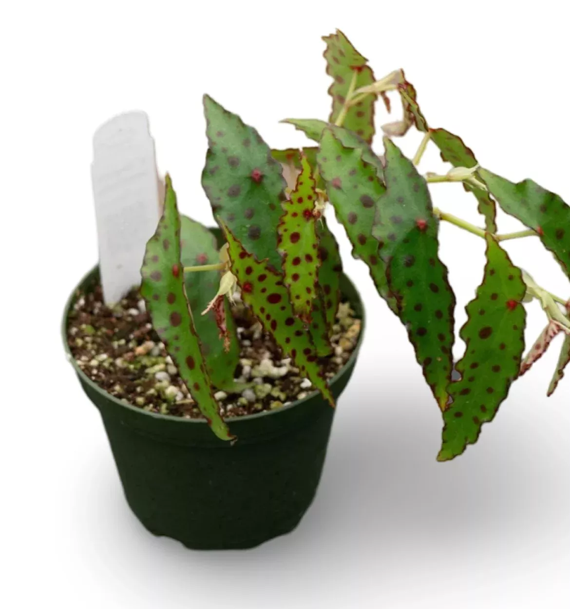 Begonia Amphixous
