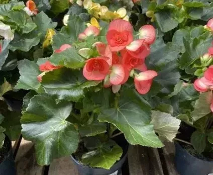 Begonia Asstd.