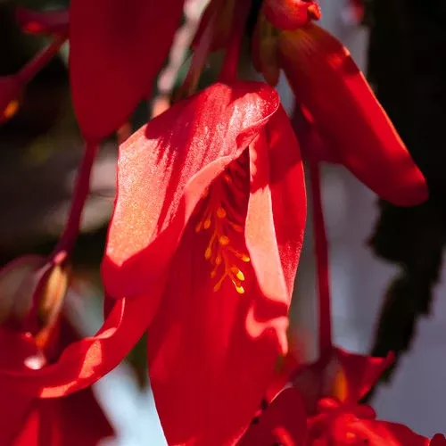 Begonia boliviensis 'Santa Cruz'