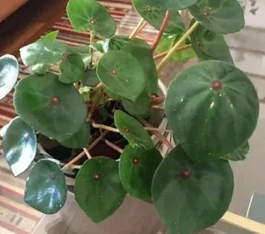 Begonia Conchifolia 'Red Ruby'