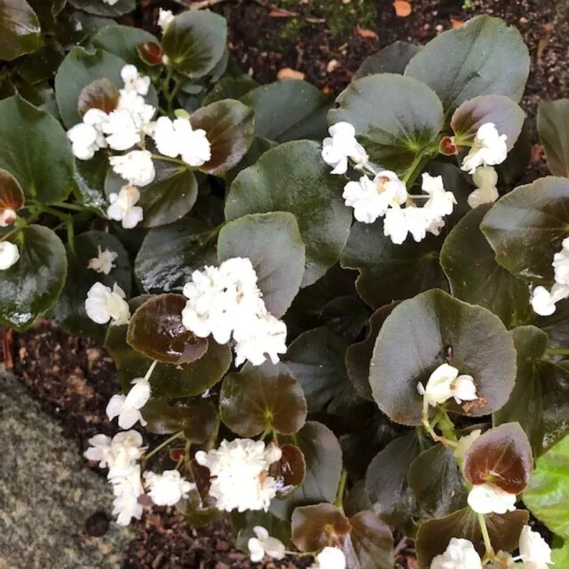 Begonia Double Lady Snow White Plant Plug (Begonia semperflorens 'Double Snow White') – Pure White Blooms – Elegant Addition to Shady Gardens