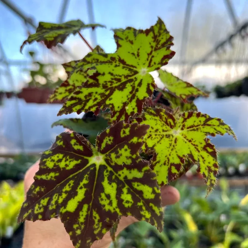 Begonia Geometry Plant Plug (Begonia 'Geometry') – Unique angular leaves – A bold statement for shaded areas.