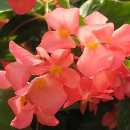 Begonia hybrid 'Dragon Wing Pink'