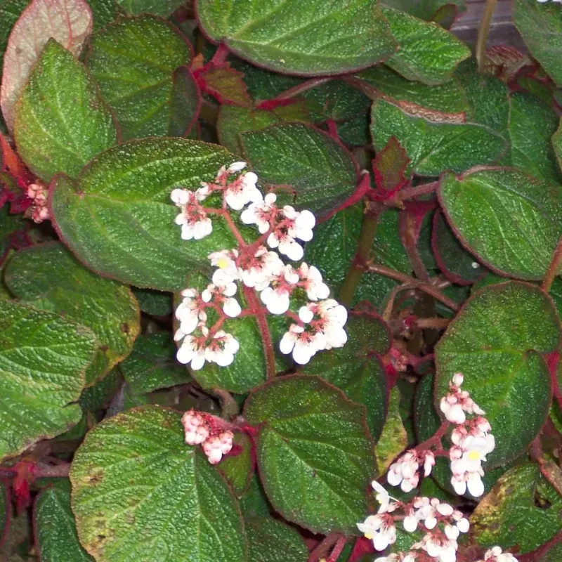 Begonia Morocco Plant Plug (Begonia 'Morocco') – Vibrant, colorful foliage – Unique variety for indoor gardens.