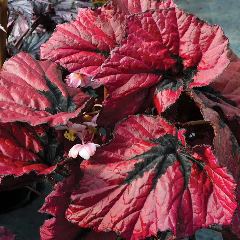 Begonia Red Slippers Plant Plug (Begonia 'Red Slippers') – Deep red flowers – Elegant for shaded containers or indoor décor.