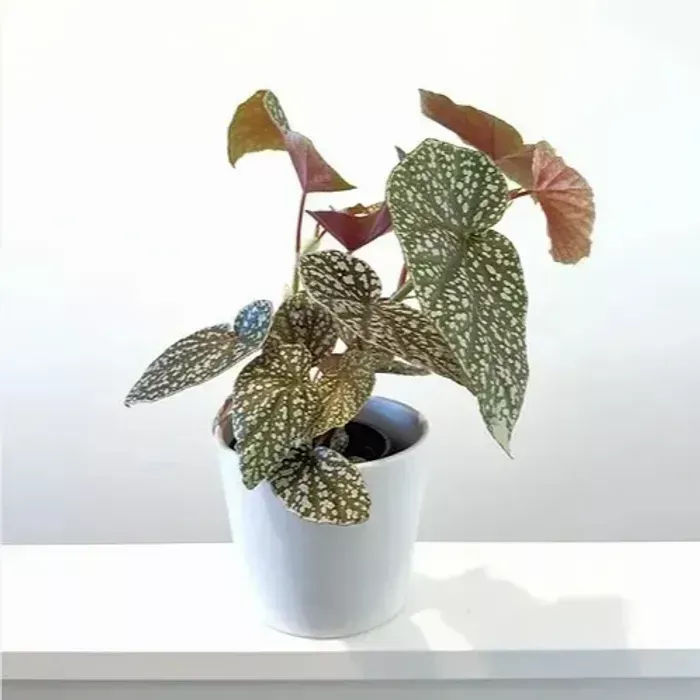 Begonia Snow Capped
