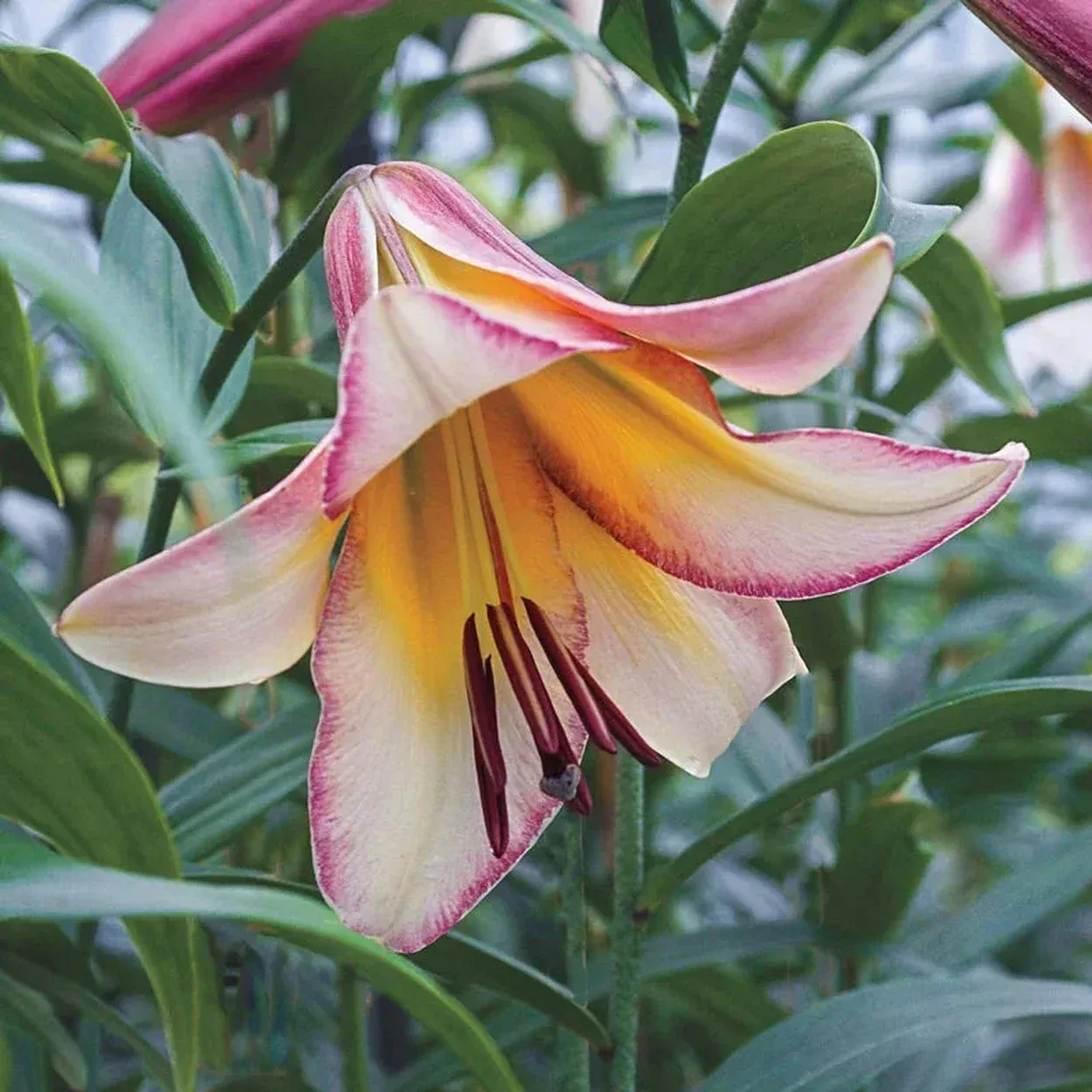 Beijing Moon Lily Tree