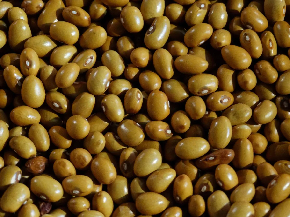 Beka Brown Bean