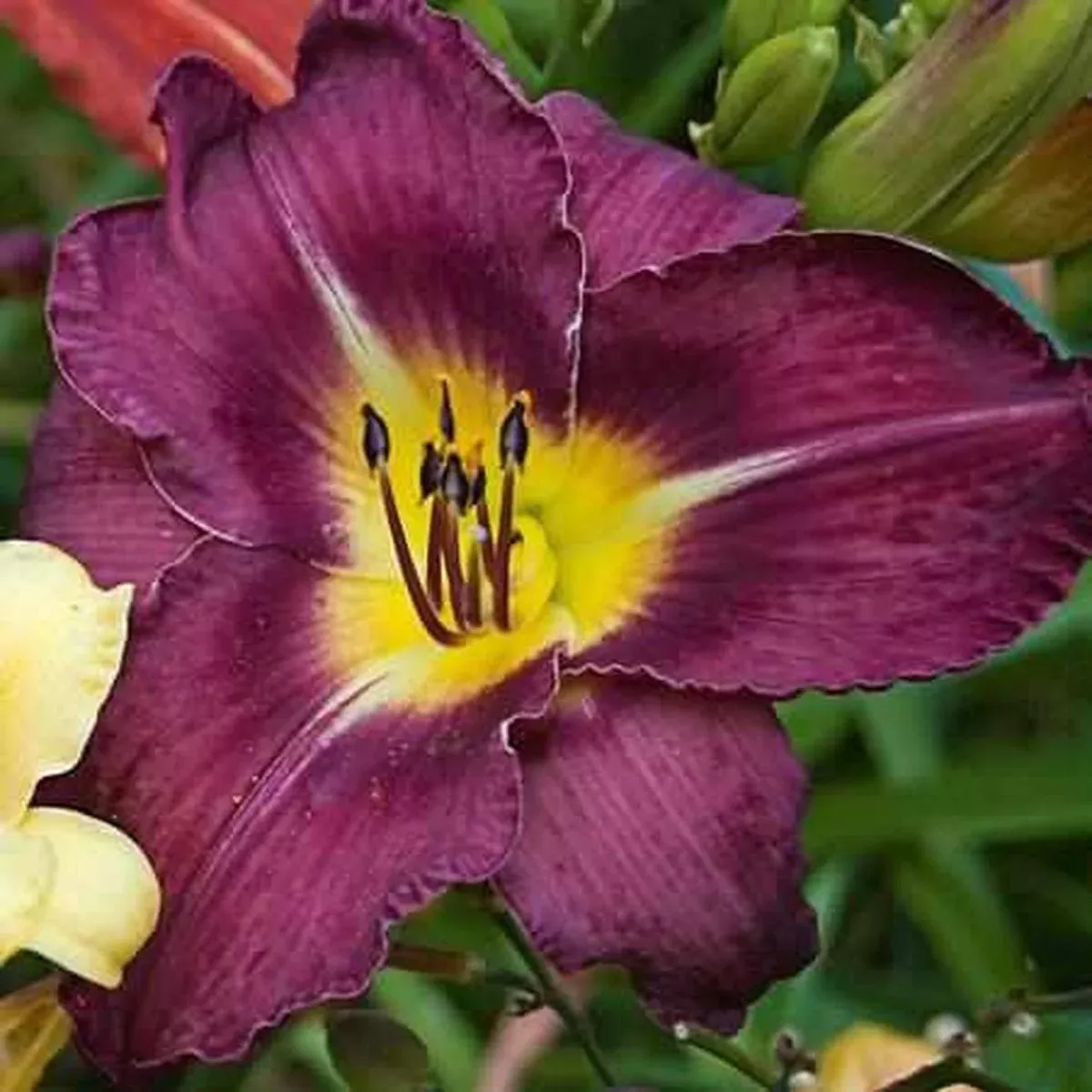 Bela Lugosi Daylily