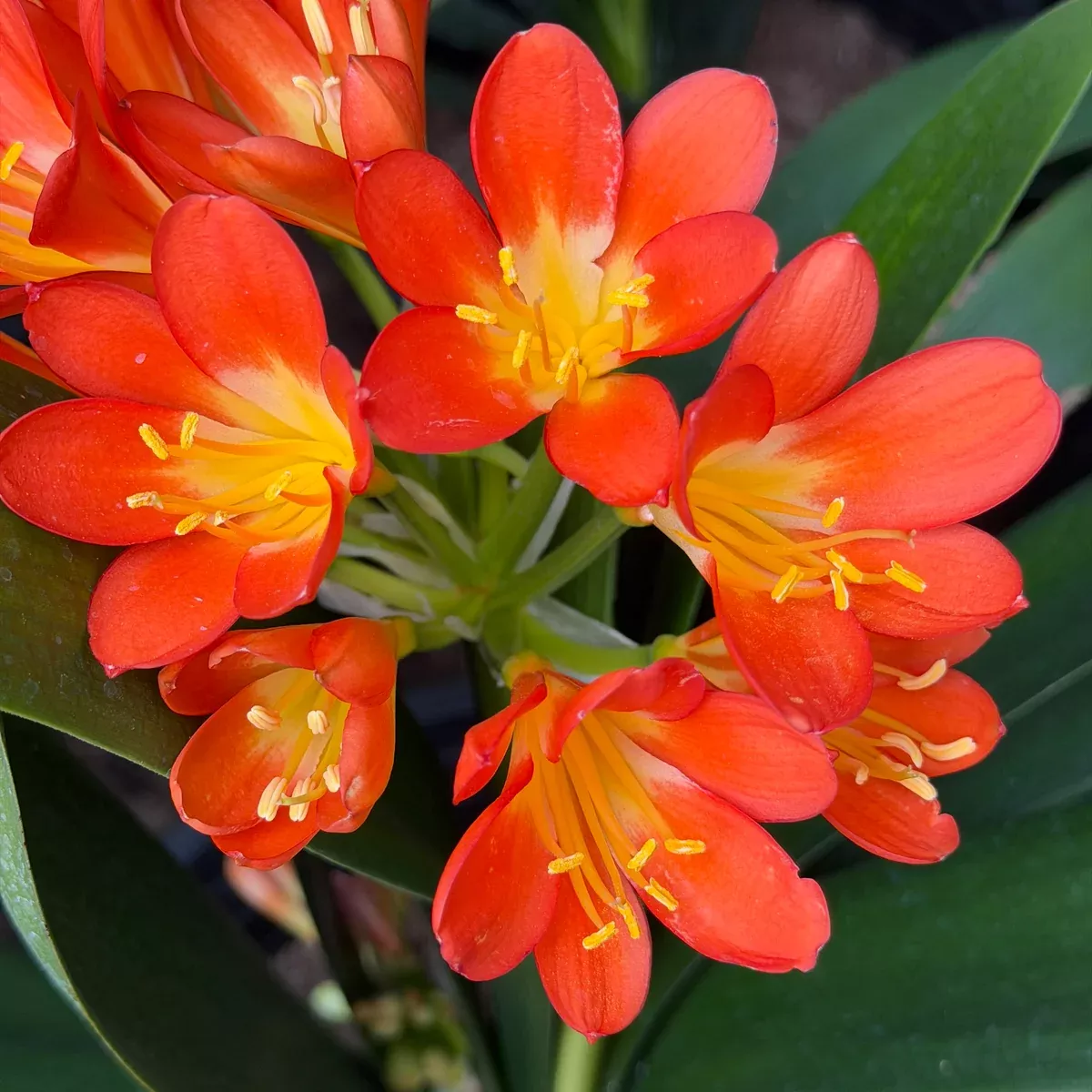 Belgian Orange Kaffir Lily