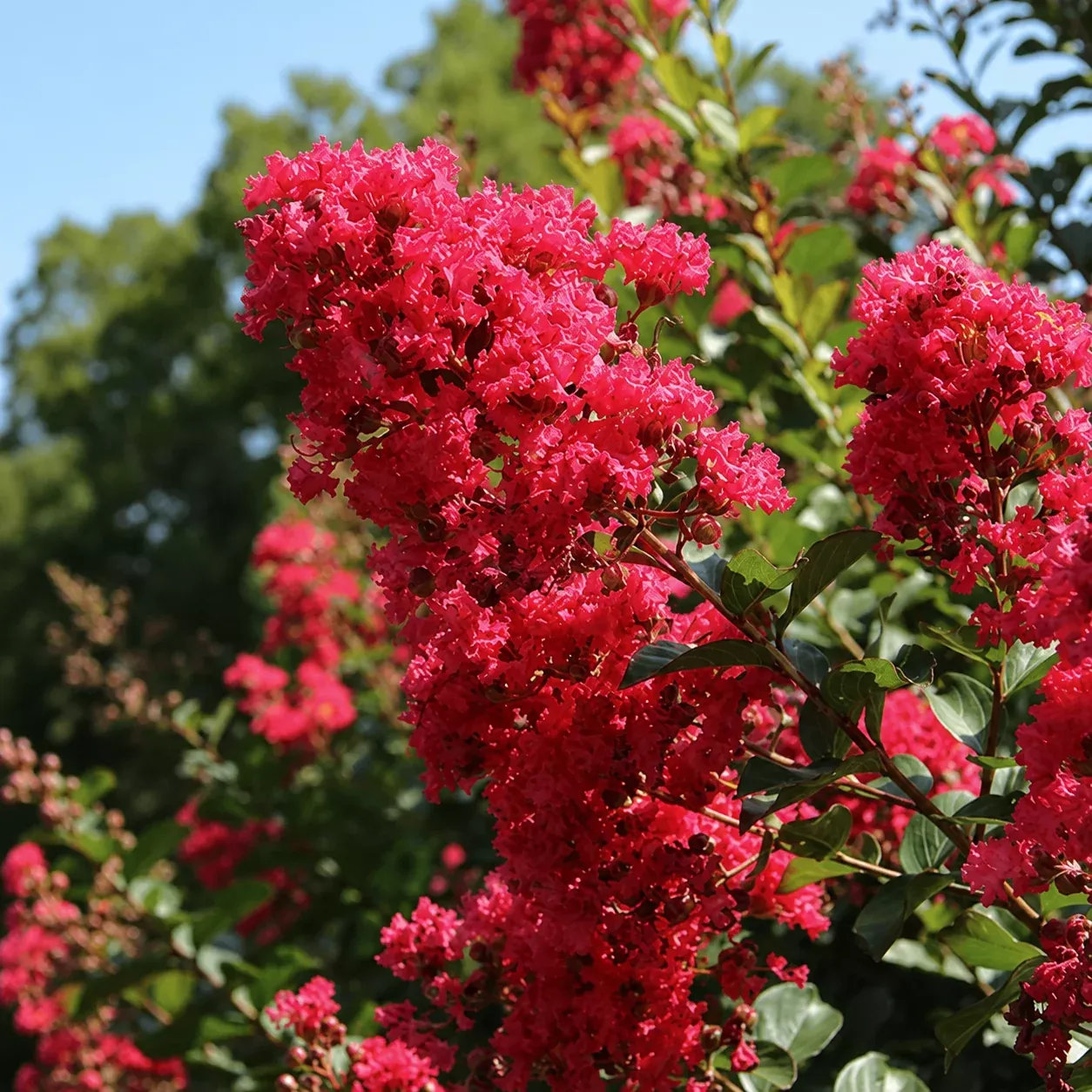 Bellini Raspberry Crape Myrtle