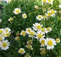 Bellium Minutum Miniature Mat Daisy 10 count flat of 4.5" pots