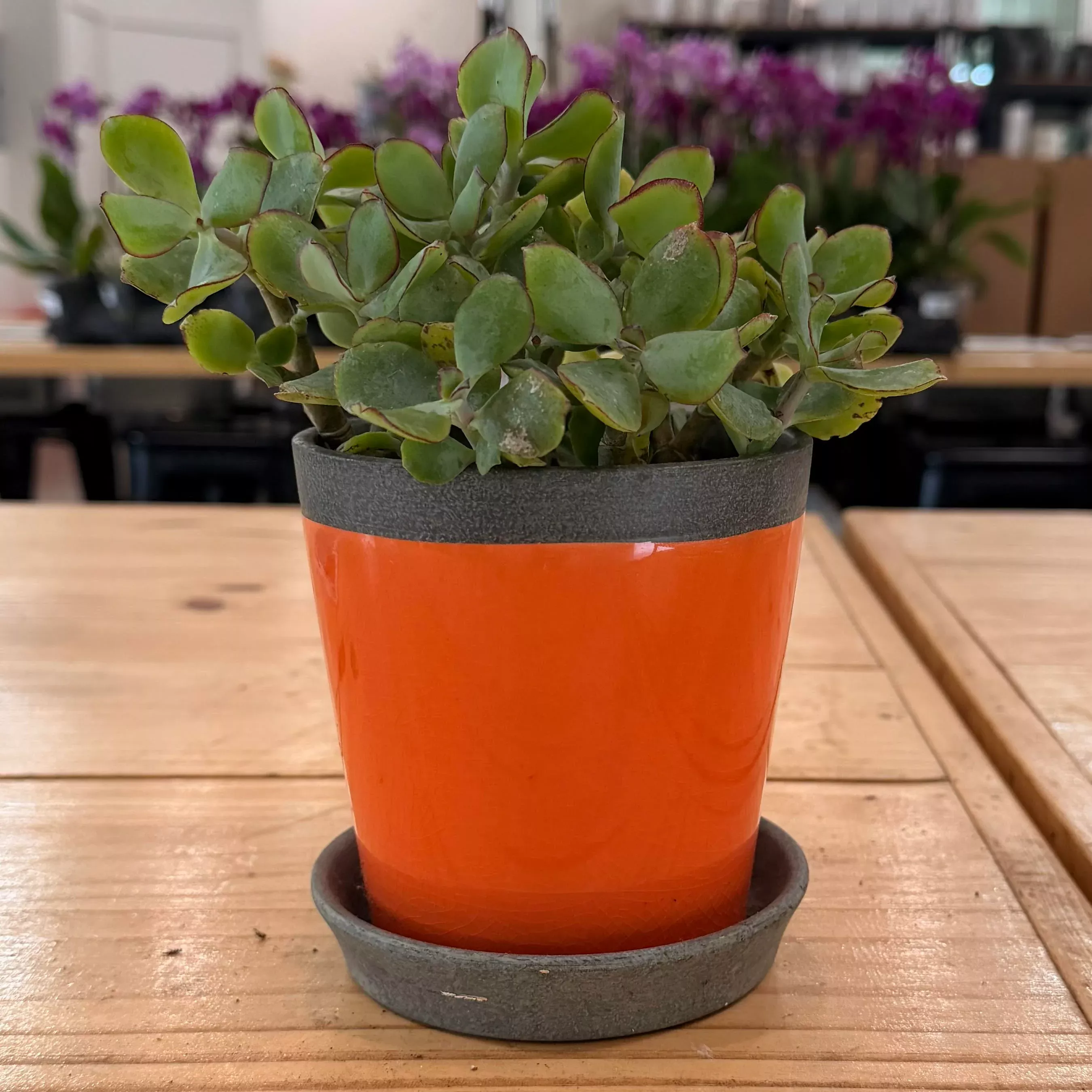 Bellmore Planter