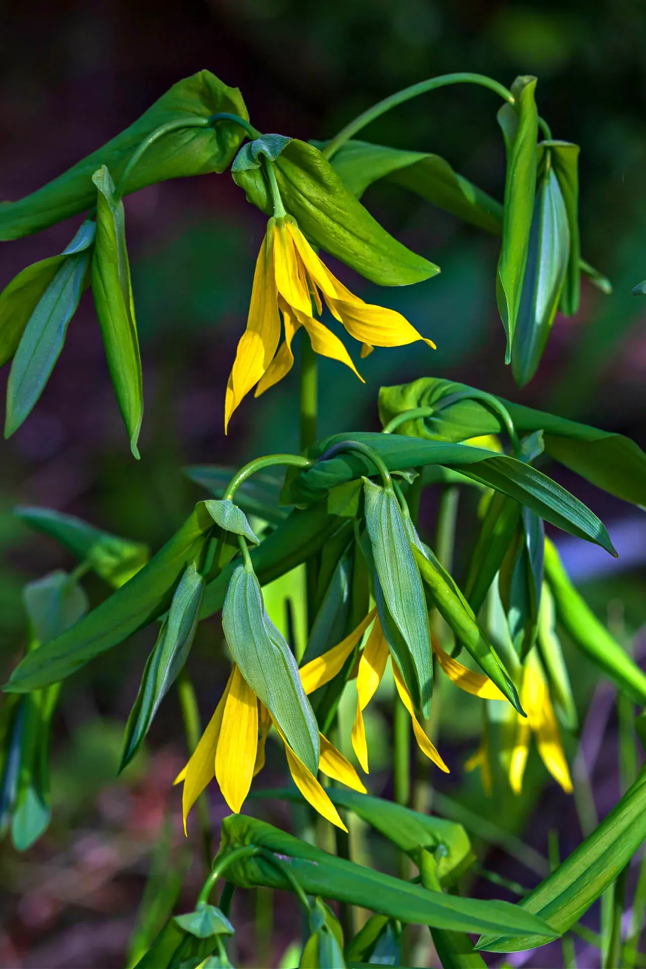 Bellwort Plant