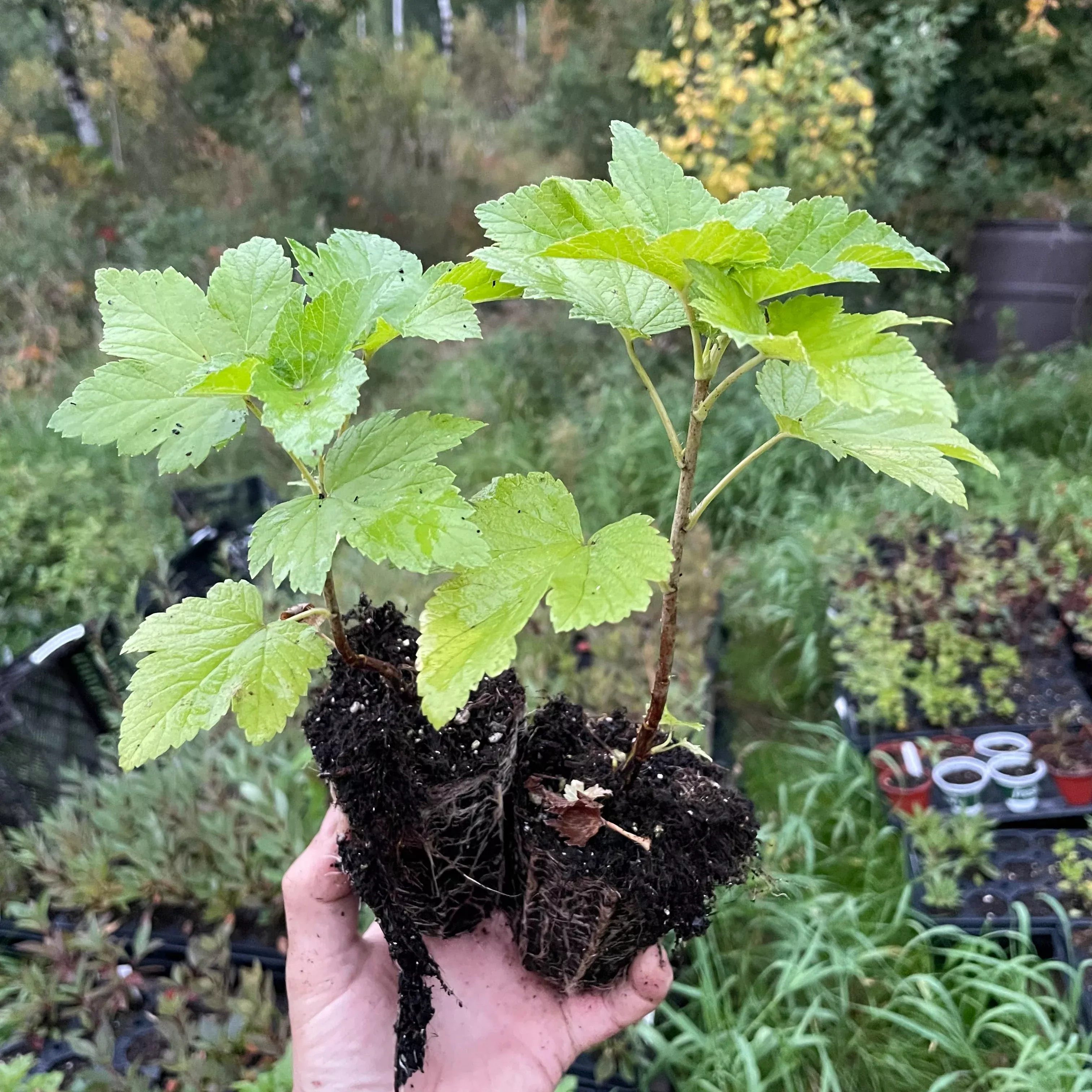 Ben Connan Black Currant (Ribes nigrum 'Ben Connan')
