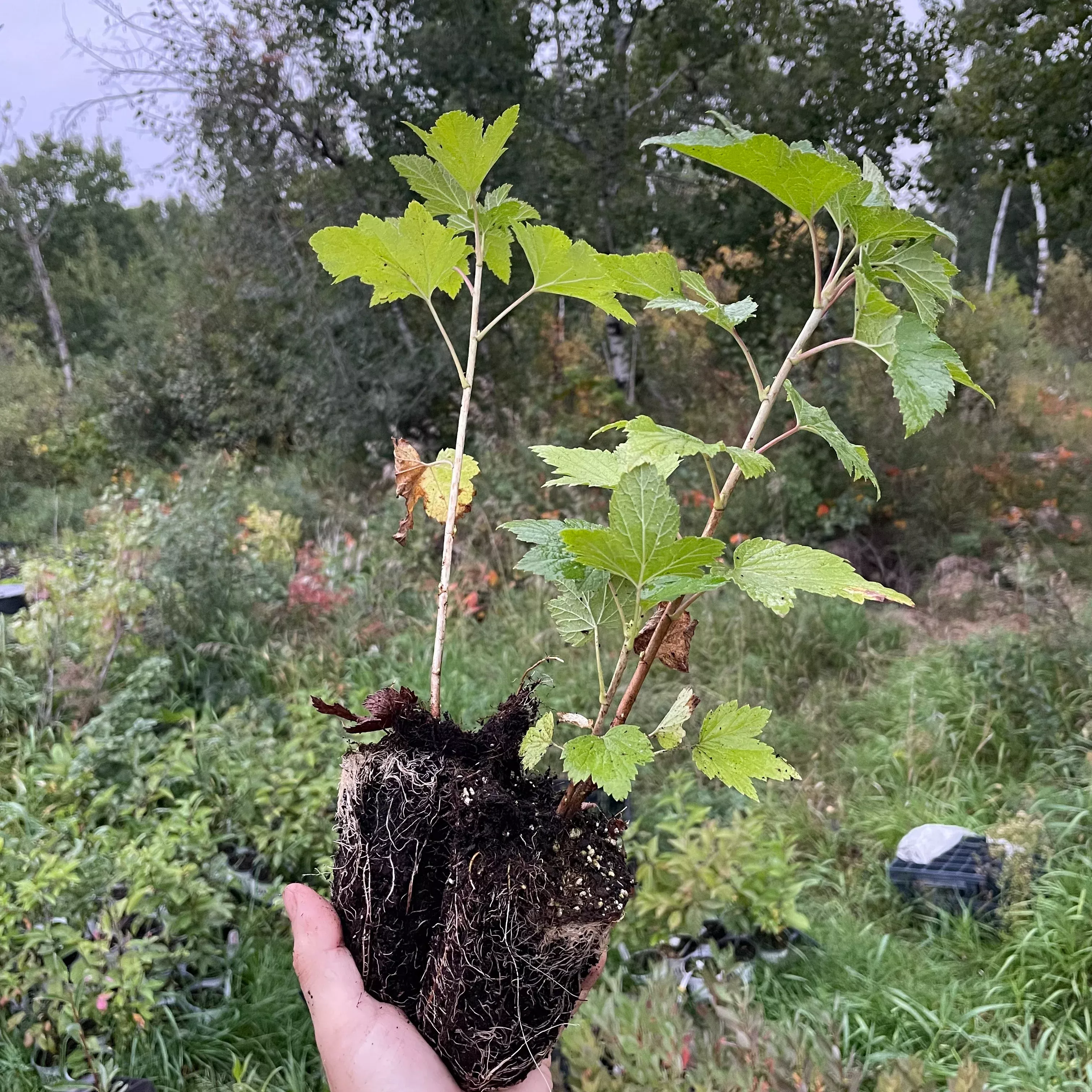 Ben Lomond Black Currant (Ribes nigrum 'Ben Lomond')