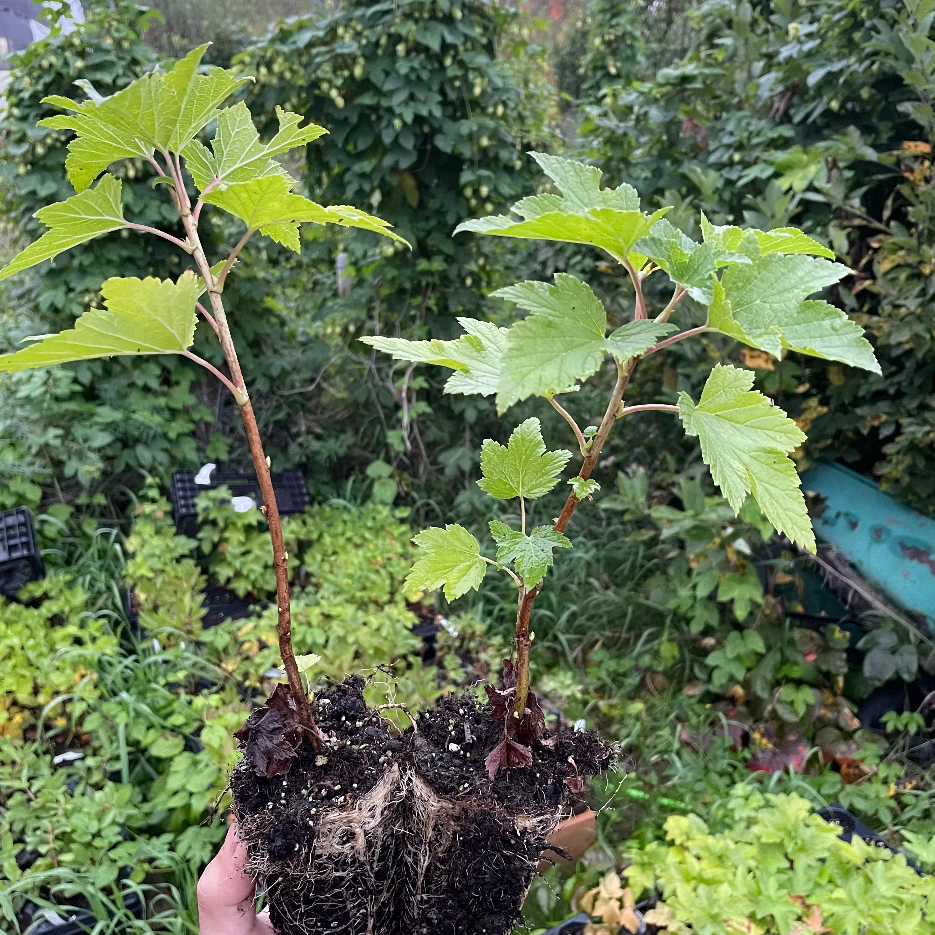 Ben Nevis Black Currant (Ribes nigrum 'Ben Nevis')