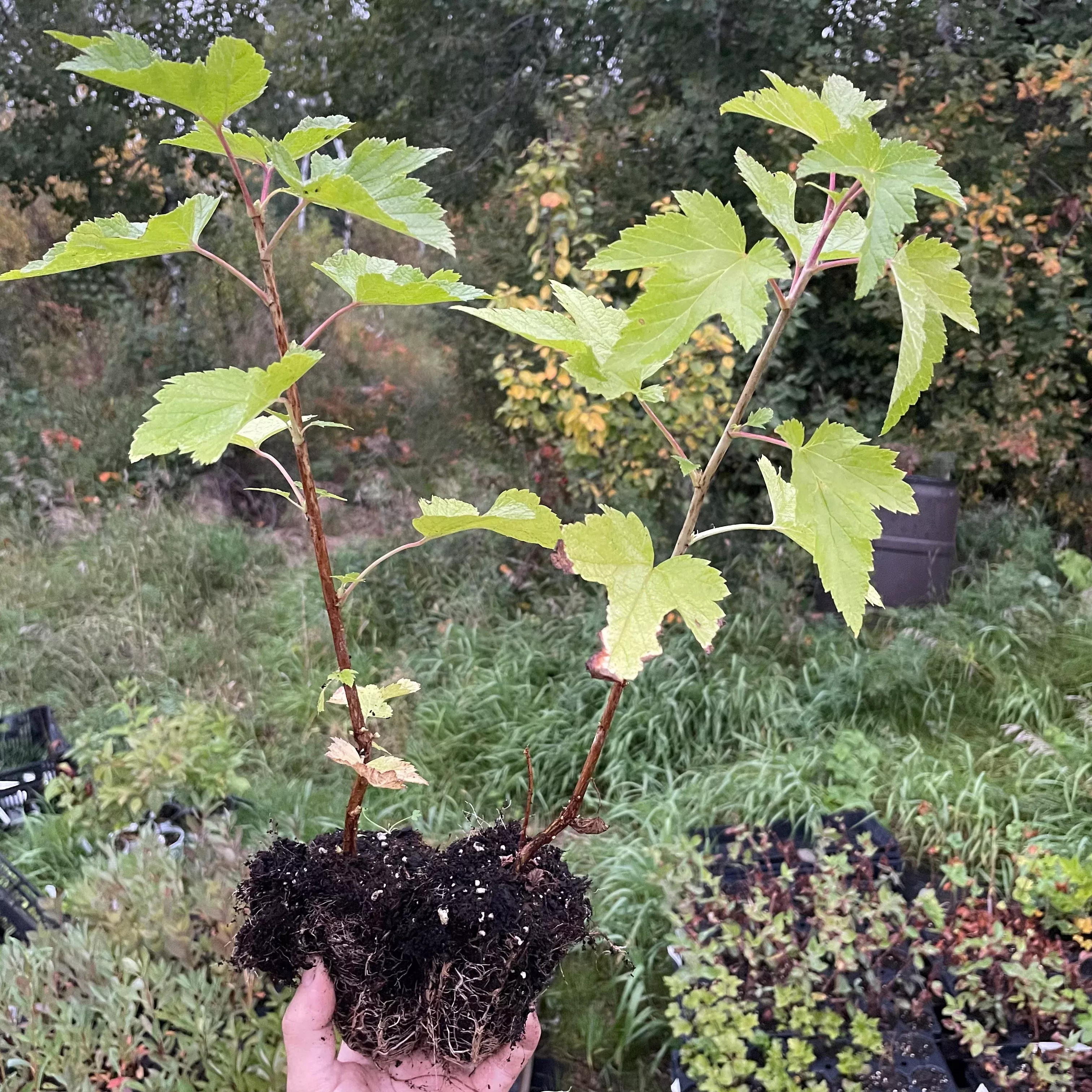 Ben Sarek Black Currant (Ribes nigrum 'Ben Sarek')