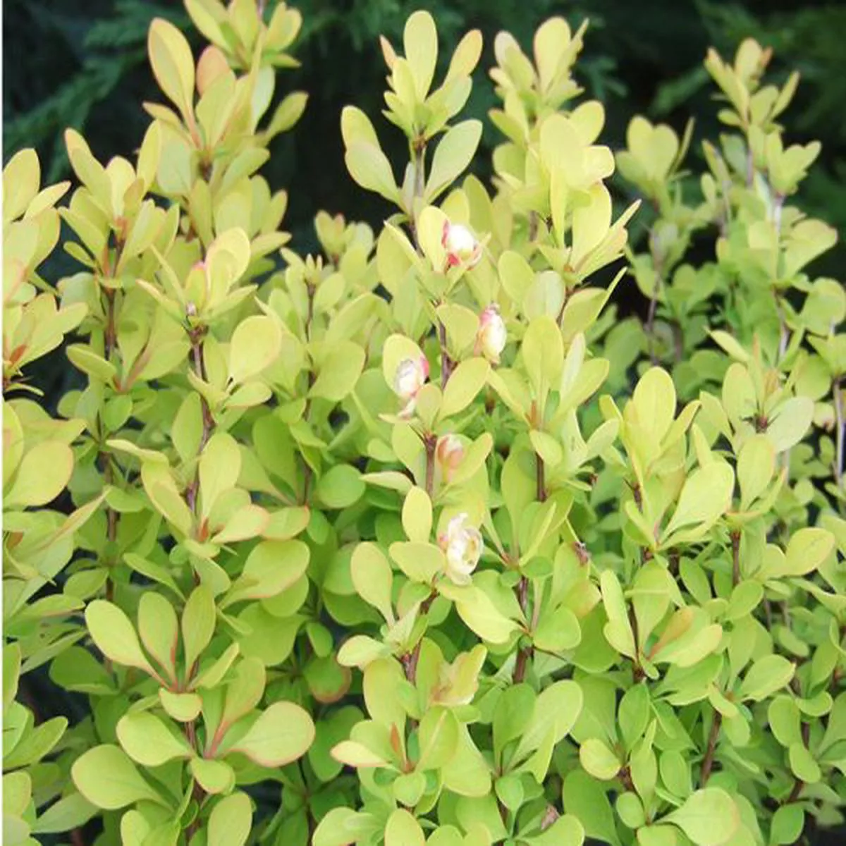 Berberis thunbergii Golden RocketJapanese Barberry