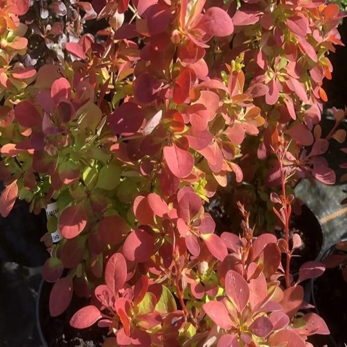 Berberis thunbergii Orange SunriseBerberis