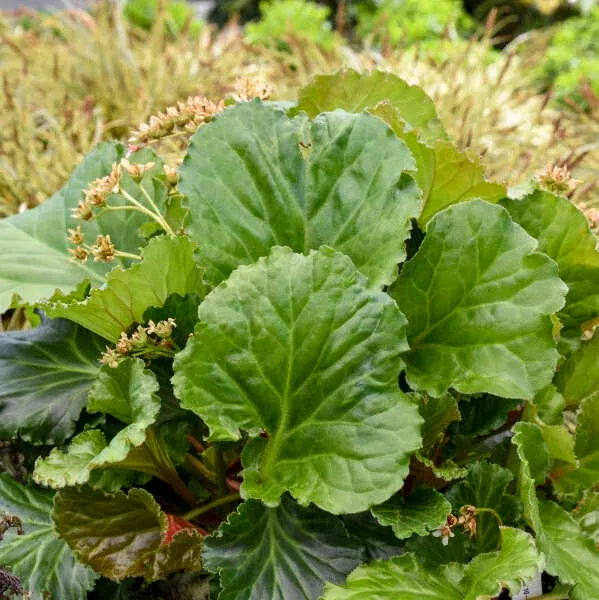Bergenia 'Ripple Effect'
