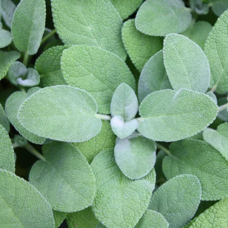 Berggarten Sage Plant Plug (Salvia officinalis 'Berggarten') – Compact Aromatic Herb – Great for Cooking & Ornamental Use