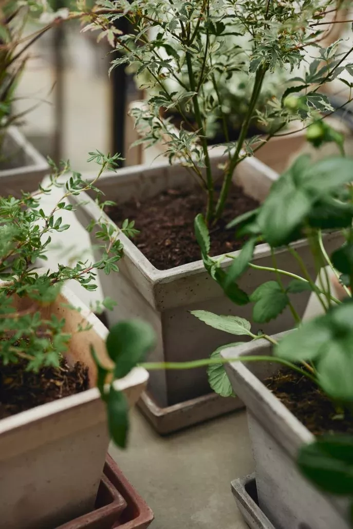Bergs 'Gaia' Pot