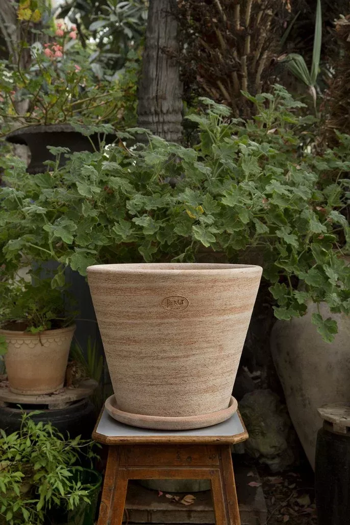 Bergs 'Julie' Pot w/ Saucer