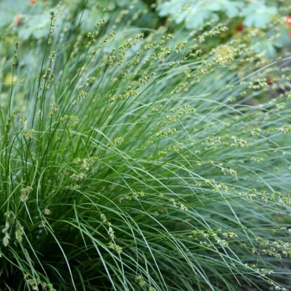 Berkeley Sedge