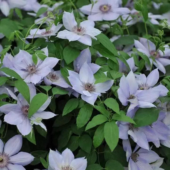 Bernadine Clematis