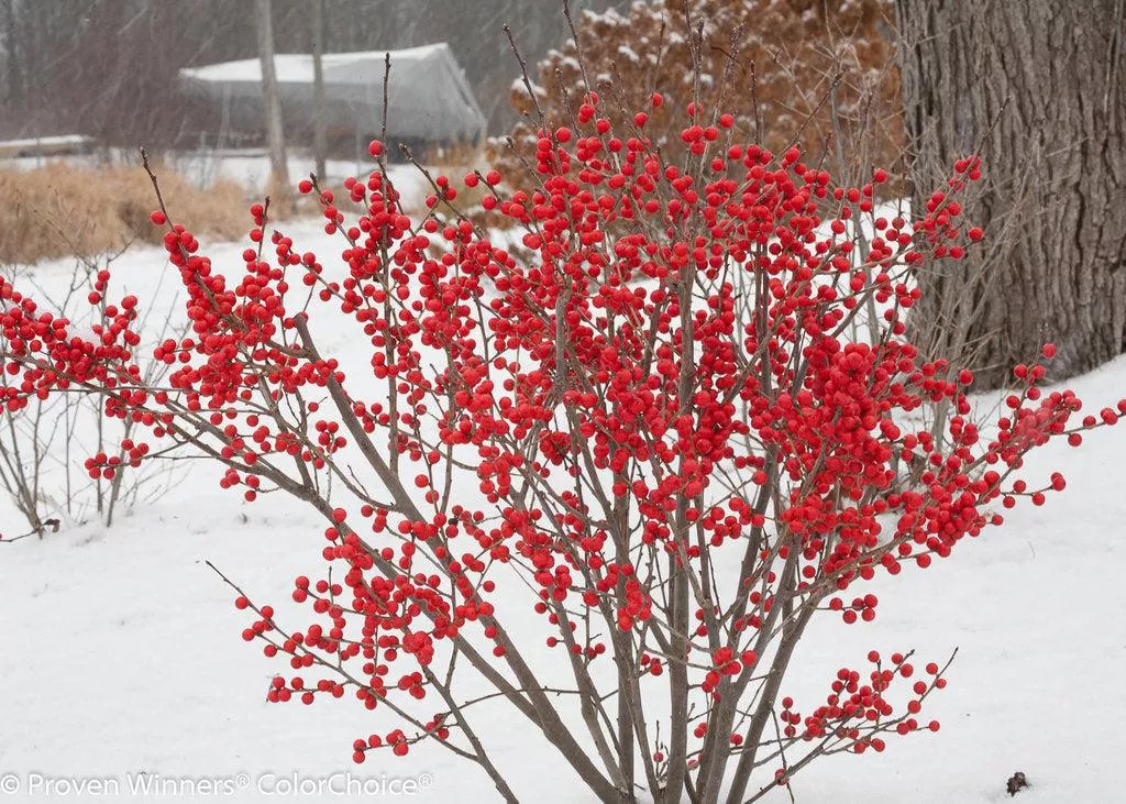 Berry Poppins Winterberry