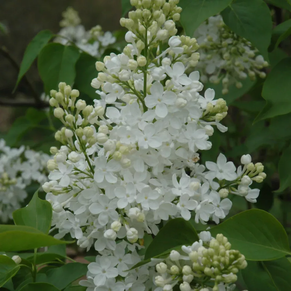 Betsy Ross Lilac