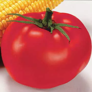 Better Boy tomato- 4" pot