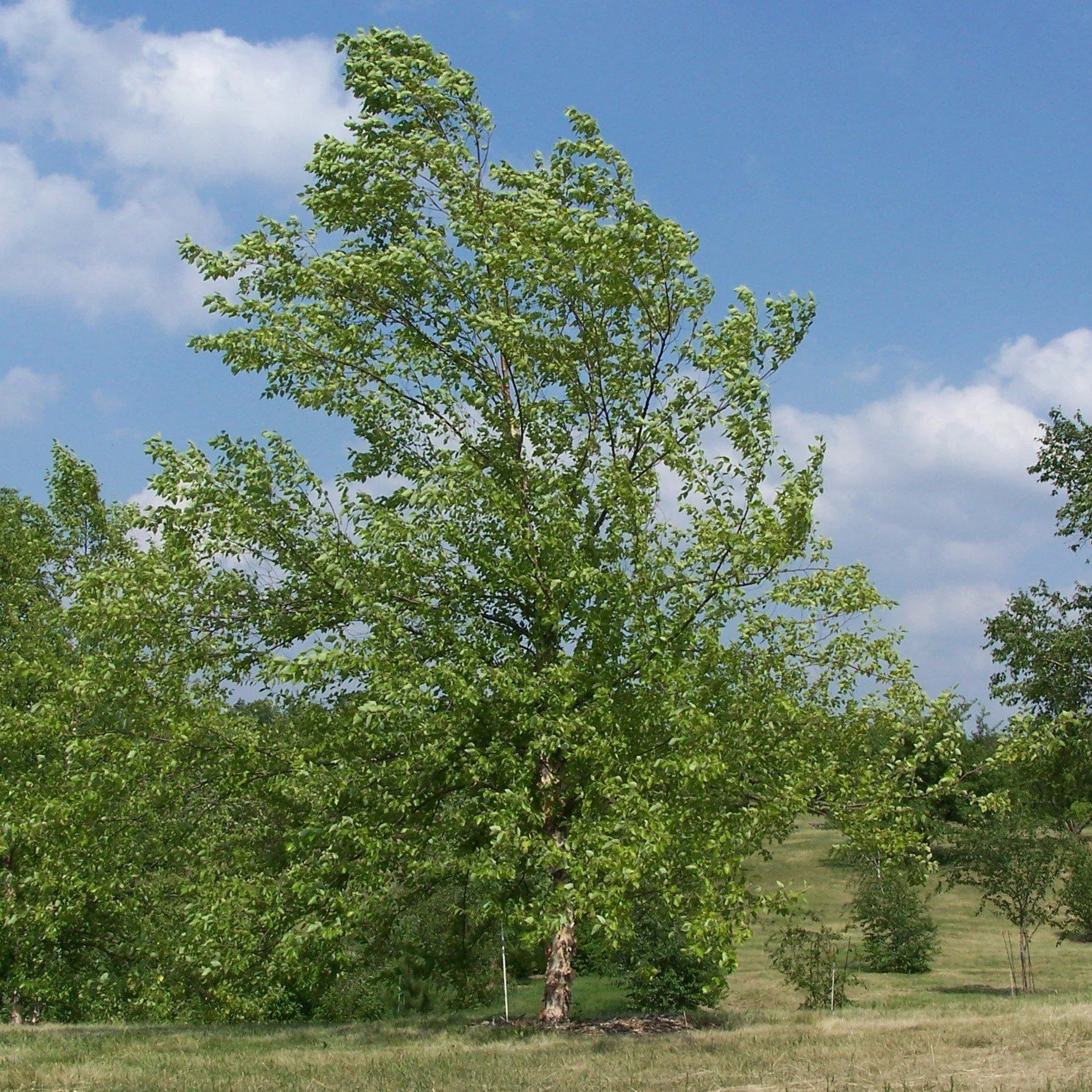 Betula nigra- River Birch